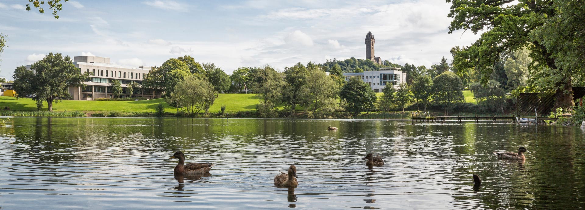 Ducks on loch with University of Stirling and Wallace Monument in background