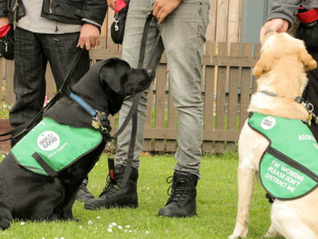 two dogs wearing green vests