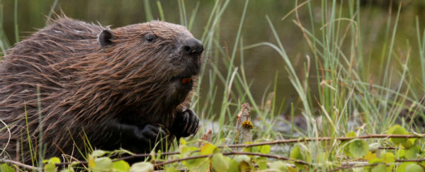 An image of a beaver