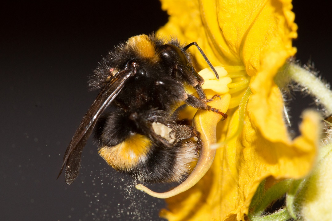 An image of a Bee