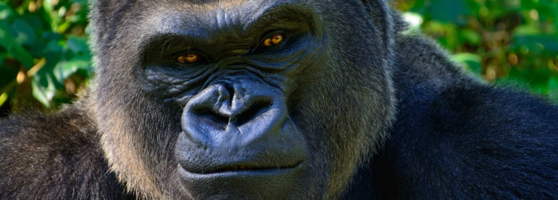 An image of a Gorilla