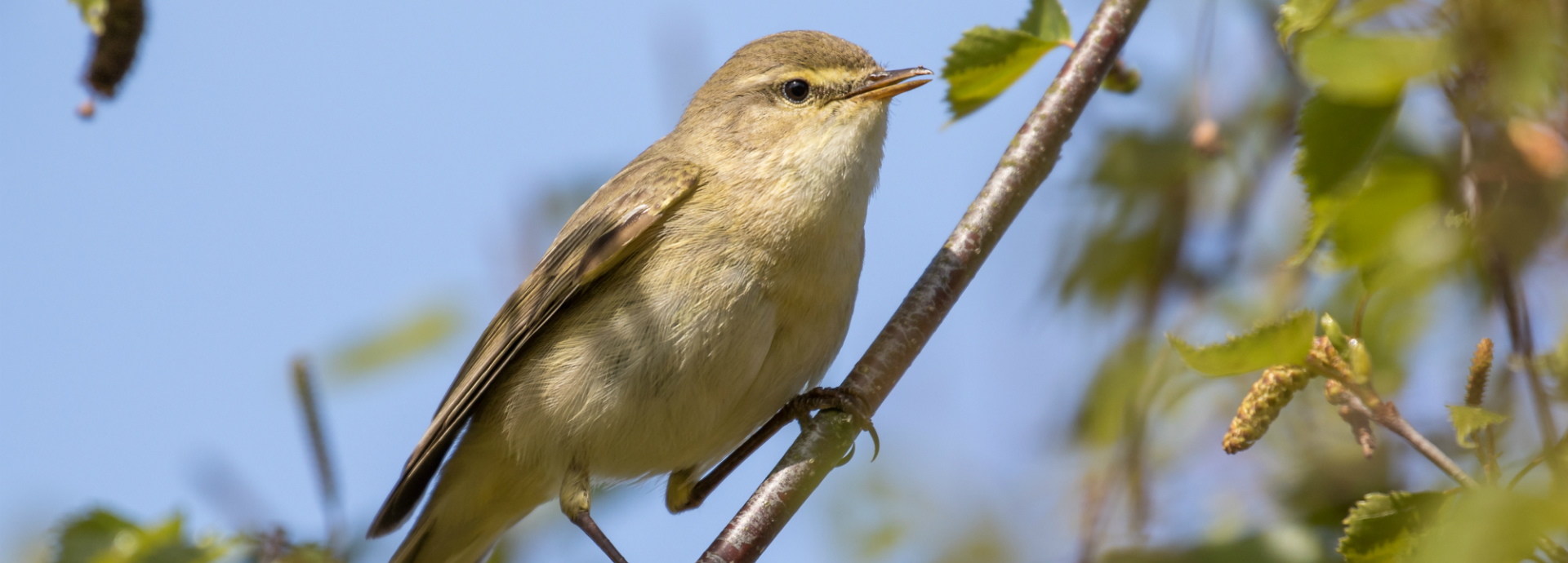 Willow warbler sitting in a tree.