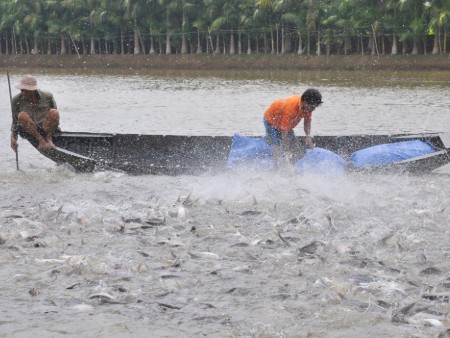 catfish in vietnam