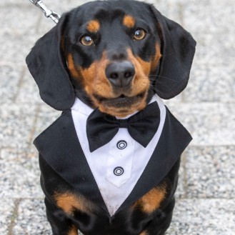 Sausage dog dressed in a tux