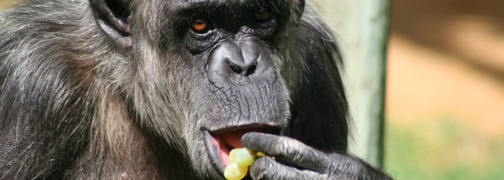 Chimpanzee eating grapes