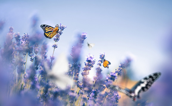 Butterflies in a lavender field