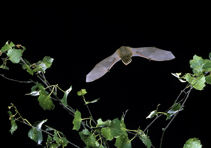 Common Pipistrelle