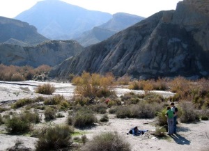 Environmental Science