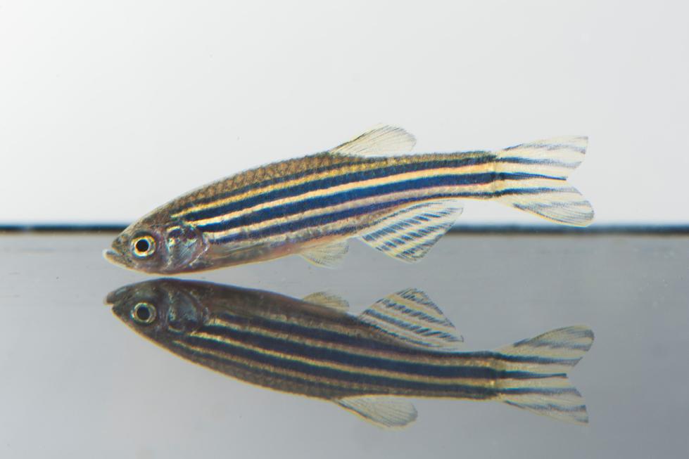 Zebrafish