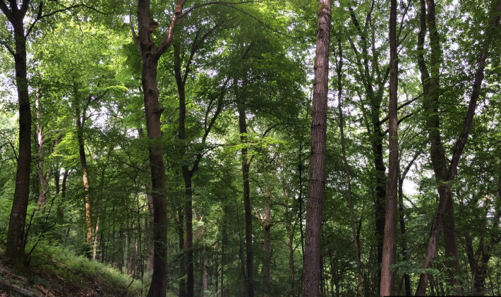 beech tree population