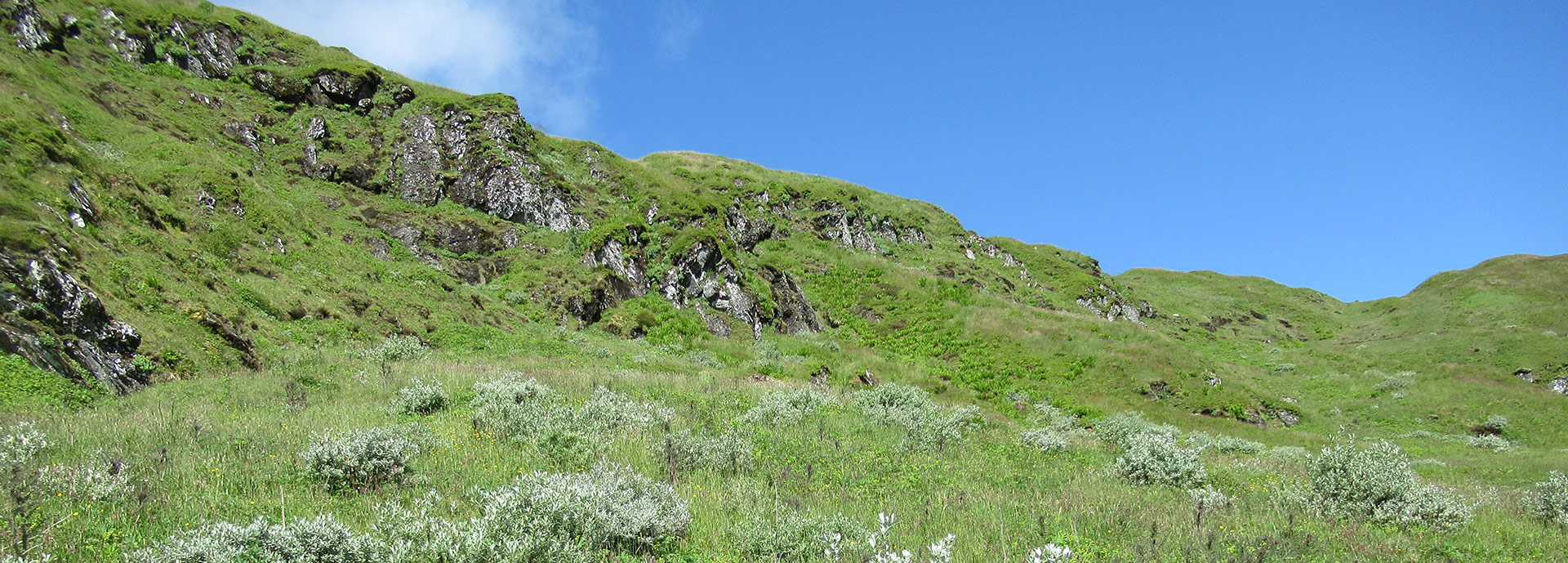 Bringing back the ‘wee trees’: upland habitat restoration at Scotland’s natural treeline