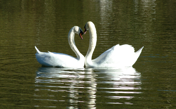 Two swans on a loch