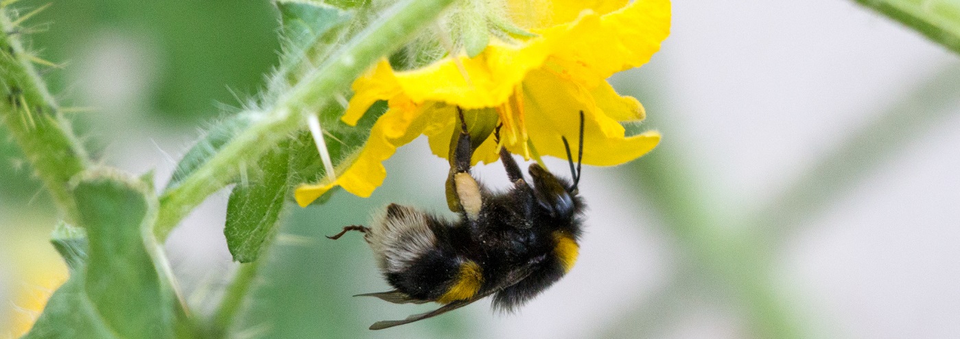 An image of a Bee pollinating a flower