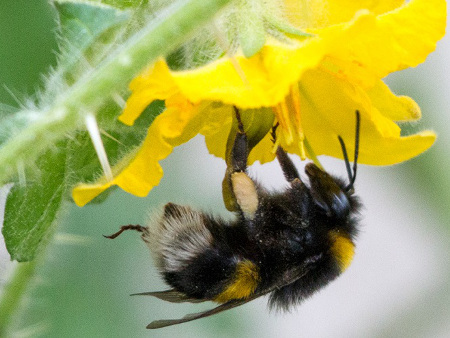Pesticides may cause bumblebees to lose their buzz, study finds