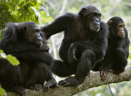 An image of chimps