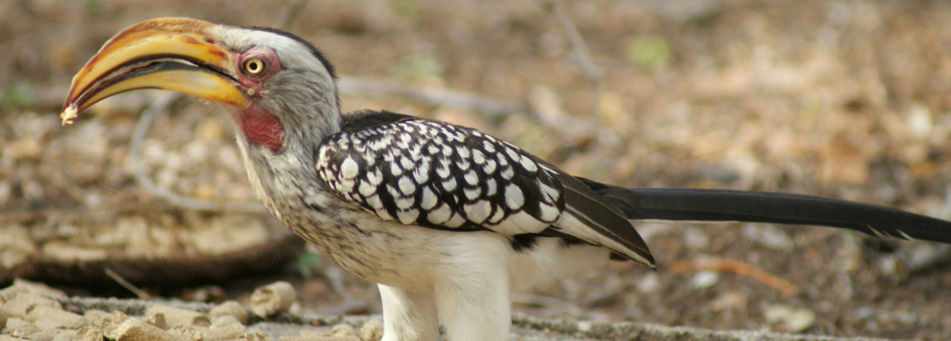 An image of a Hornbill