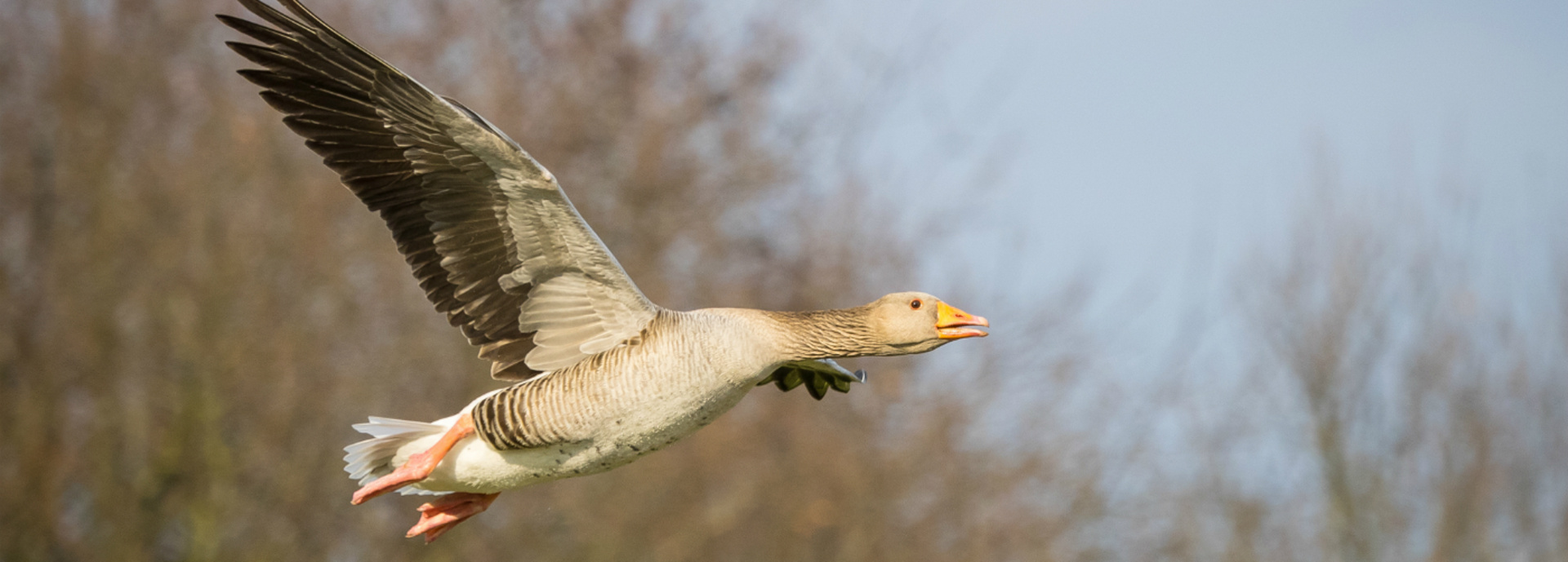 An image of a Pink Footed Goose