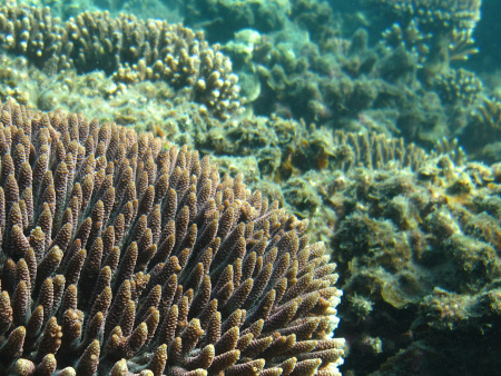 An image of coral on the sea-bed
