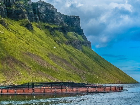 New study could revolutionise salmon farming