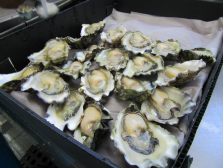 Coastal acidification is causing oysters to shrink, study finds
