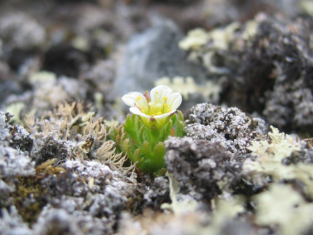 Climate change is causing the Arctic’s plants to grow taller