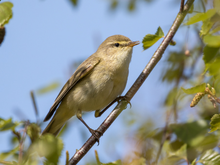 Willow warbler sitting in a tree.