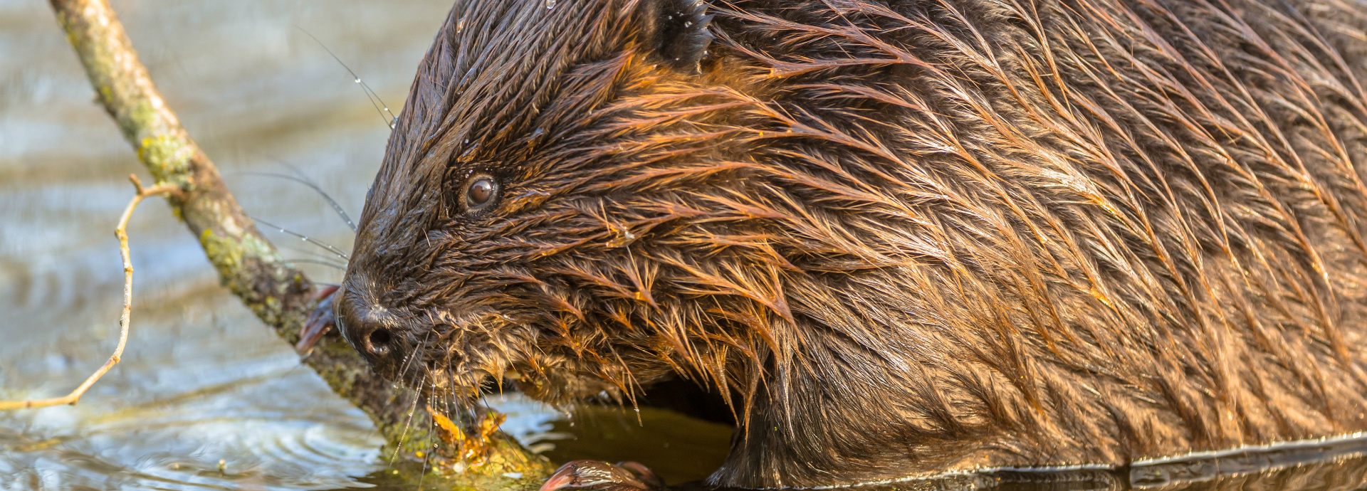 A beaver swimming in the water