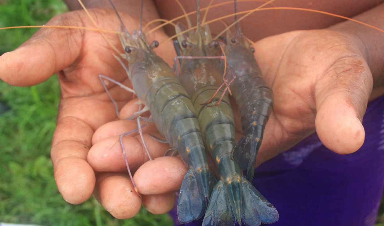 Closeup photo of a person's hands holding three black tiger shrimp