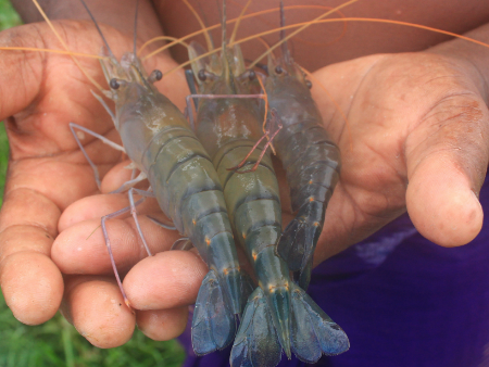 Closeup photo of a person's hands holding three black tiger shrimp