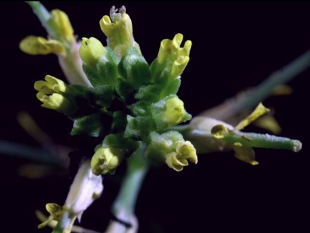 Biologists discover new plant reproduction behaviour
