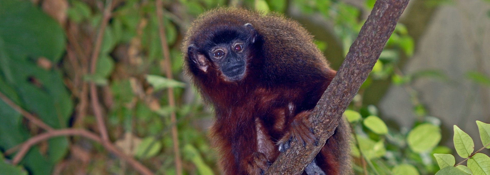 Callicebus Moloch