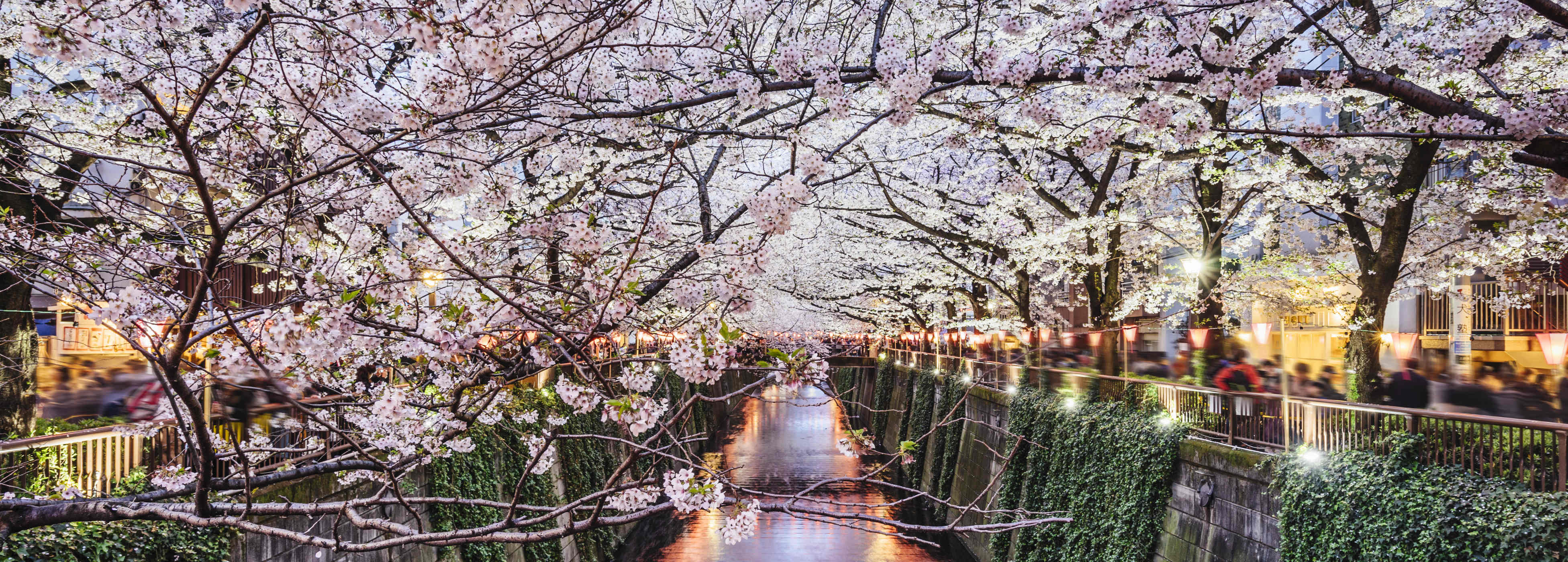 Blossom on trees in Japan