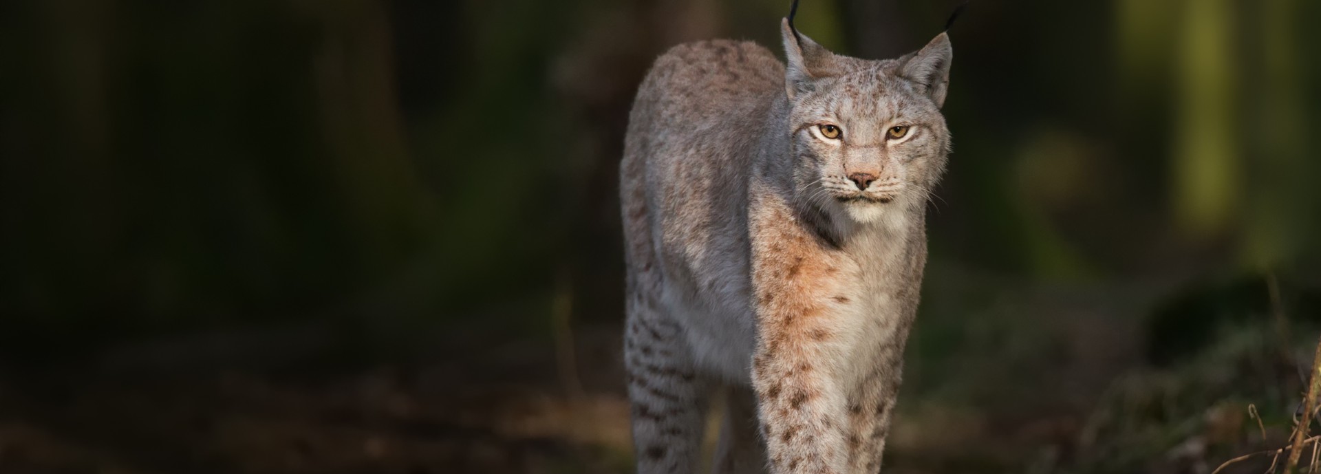 New study models the proposed reintroduction of the Eurasian lynx to  Scotland | About | University of Stirling