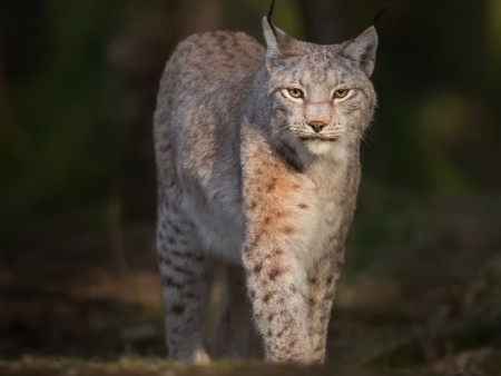 New study models the proposed reintroduction of the Eurasian lynx to Scotland