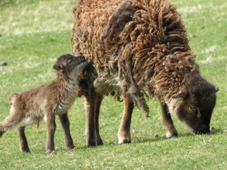 Study reveals link between sheep reproduction and infection