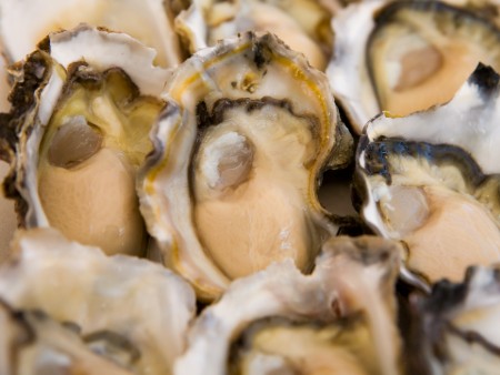 Farmed oysters able to protect themselves from acidification