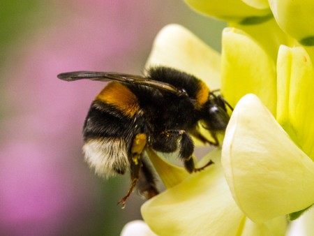 Bees’ buzz is more powerful for pollination, than for defence or flight