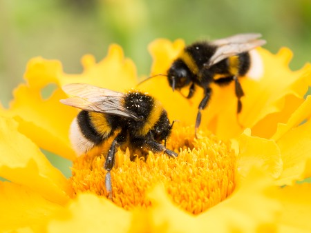 Bumblebee reproduction at heightened risk from radiation