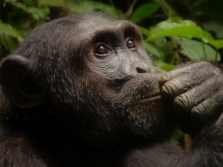 A chimpanzee stroking its chin while contemplating