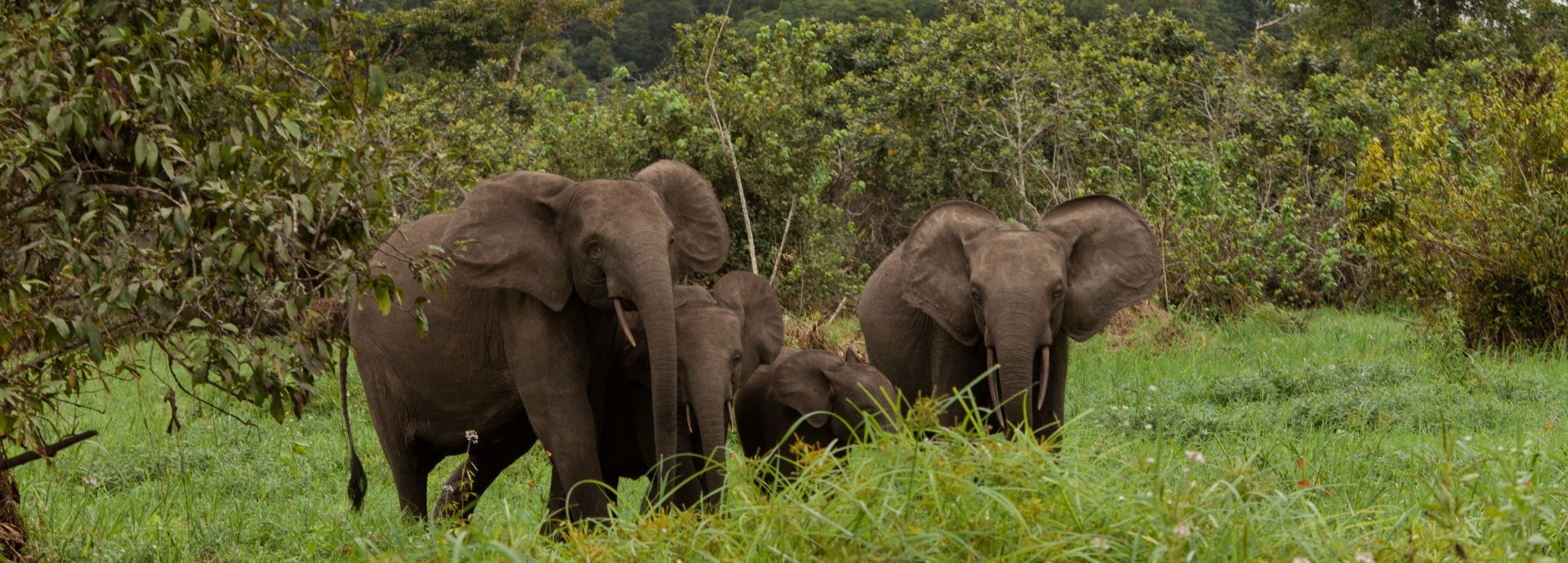 A family of elephants in the rainforest
