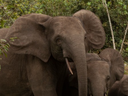Stirling and Gabonese experts lead research into impact of climate change on rainforest elephants