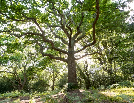 Ancient oaks in the New Forest