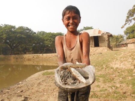Study sheds new light on Bangladeshi prawn and shrimp industry