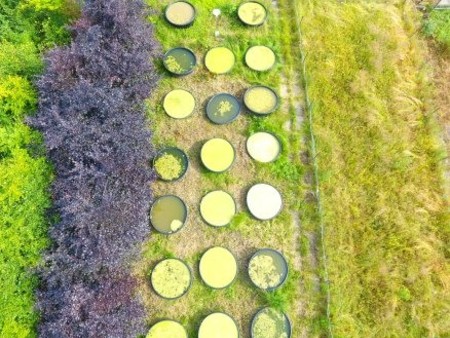 Taken from above, image shows rows of circle ponds laid out on grass and surrounded by a fence