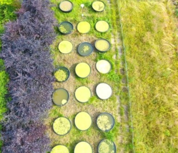 The experiment - several rows of circle ponds laid out on grass, photographed from above