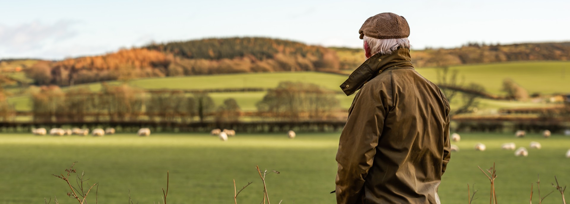 A farmer gazes out towards a field of sheep.