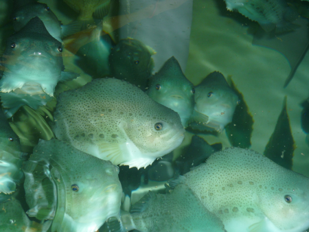 New tool to improve ‘cleaner fish’ welfare in salmon farming