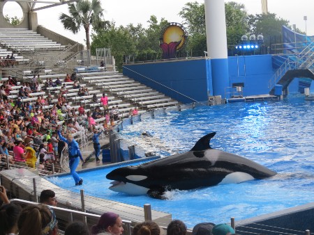 Nature documentary changed attitudes towards marine mammal captivity