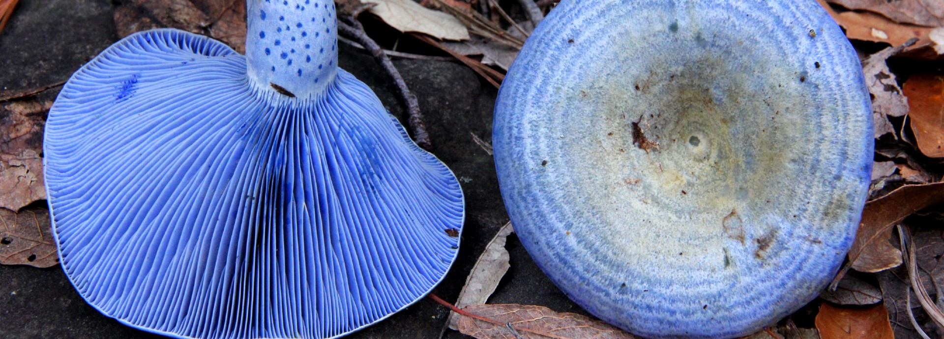 Blue-coloured Lactarius indigo mushroom in leaves