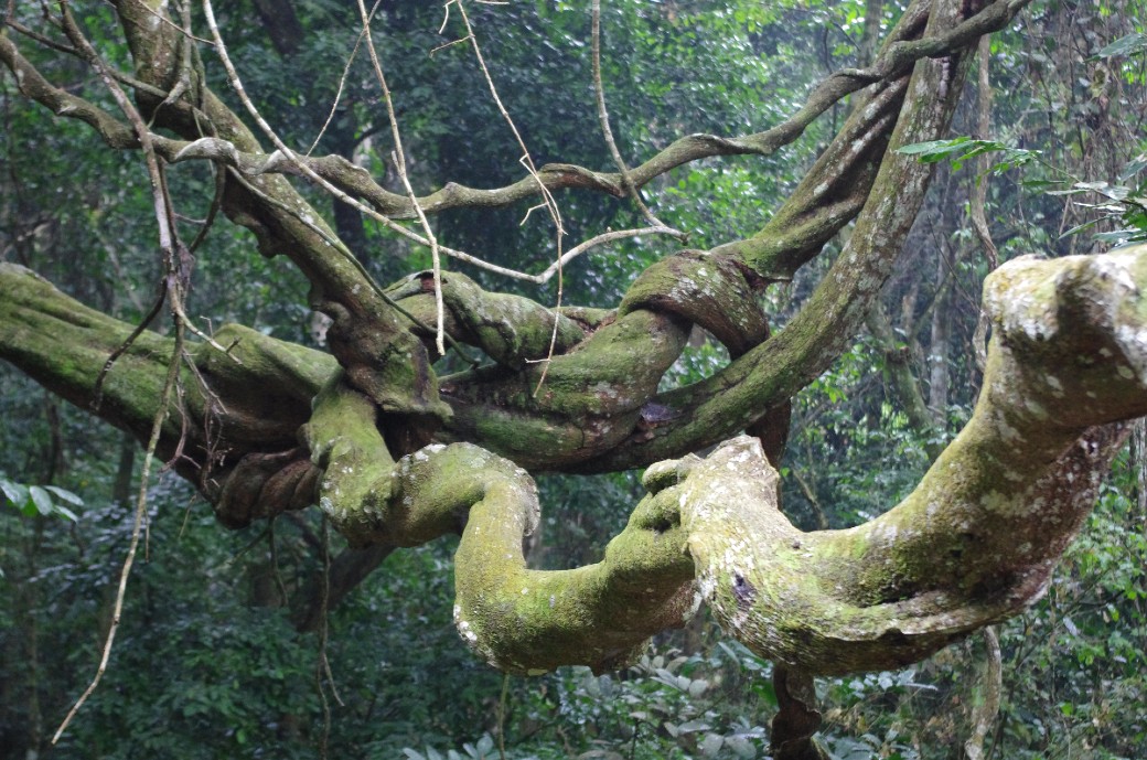 Liana forest in Gabon